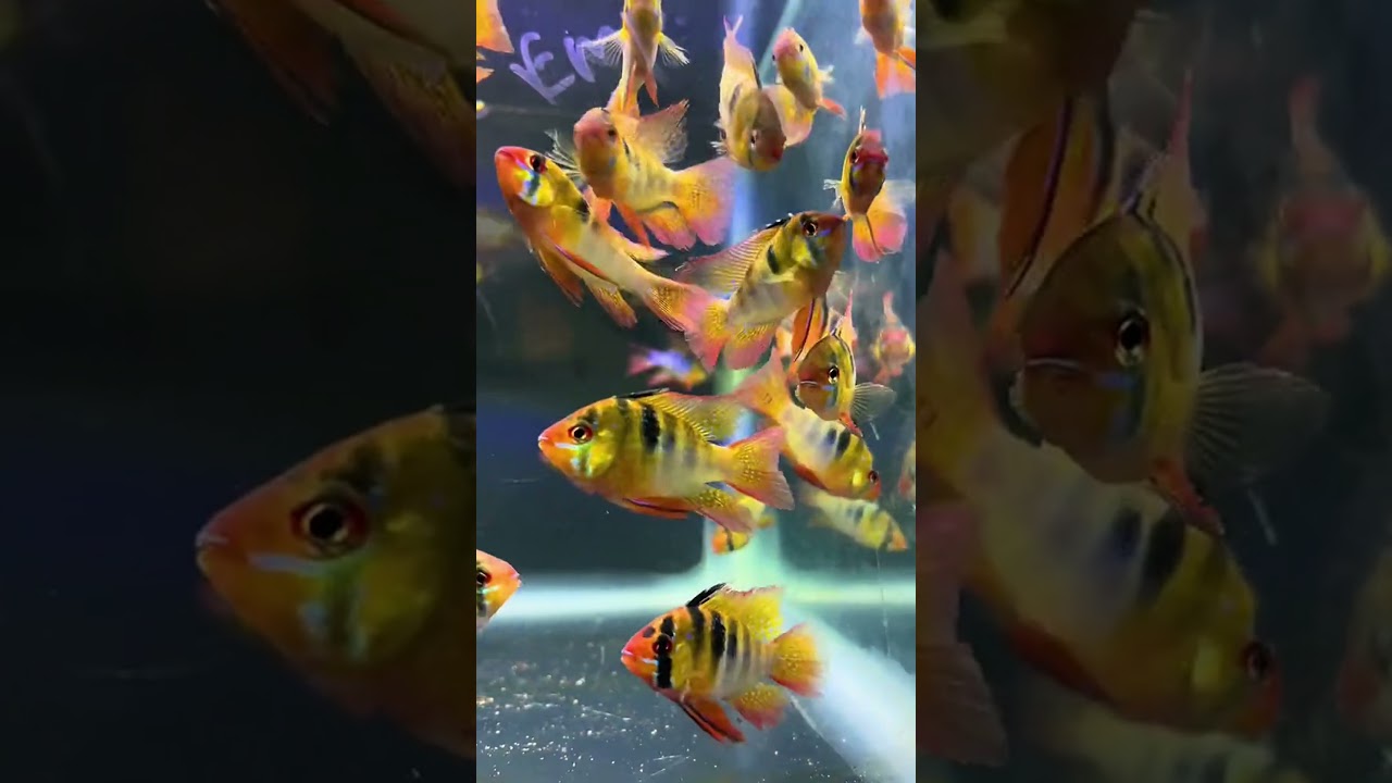 Top 5 Most Beautiful Freshwater Fish for Aquarium