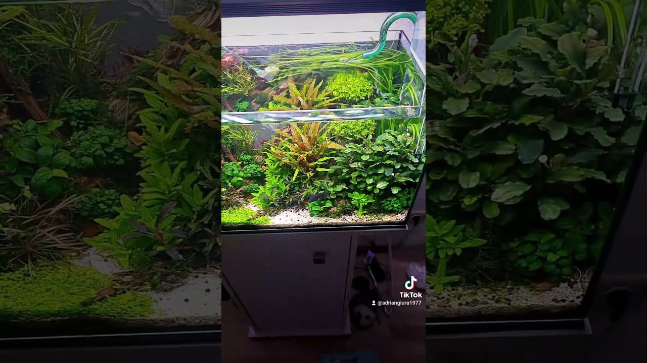 #aquascape #aquarium #lifeisbutadream #haveitoldyoulatelythatiloveyou #family #dothingsyoudontwan