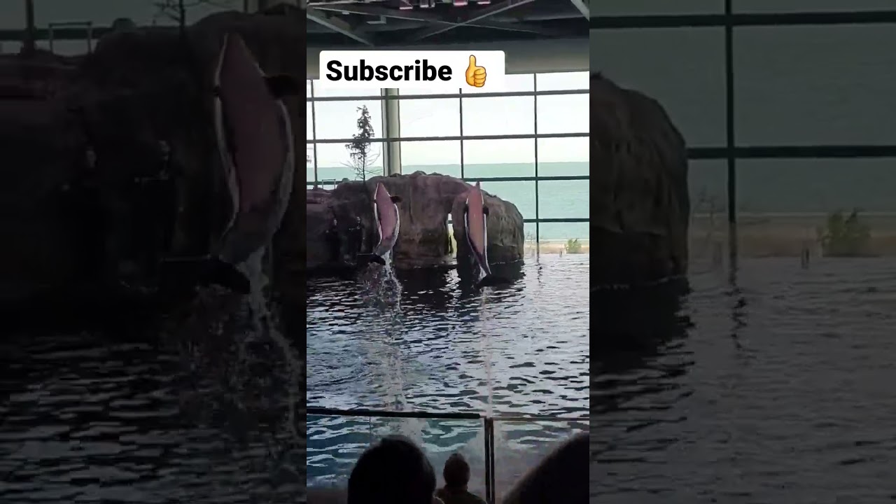 dolphin 🐬 show in chicago- shedd aquarium #aquarium #aquarium4k #aquariumphotography #shorts