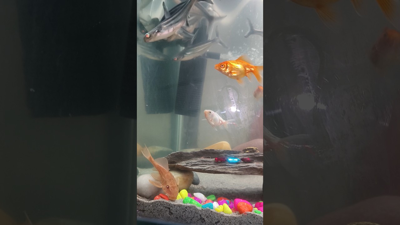 fishing#aquarium#photography#punekar#pet….. ❣️🐟🦈🐠