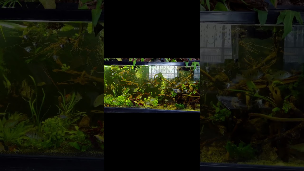 good afternoon beautiful people #shorts #art #aquarium #fish #fishtank #viral #reels #photography