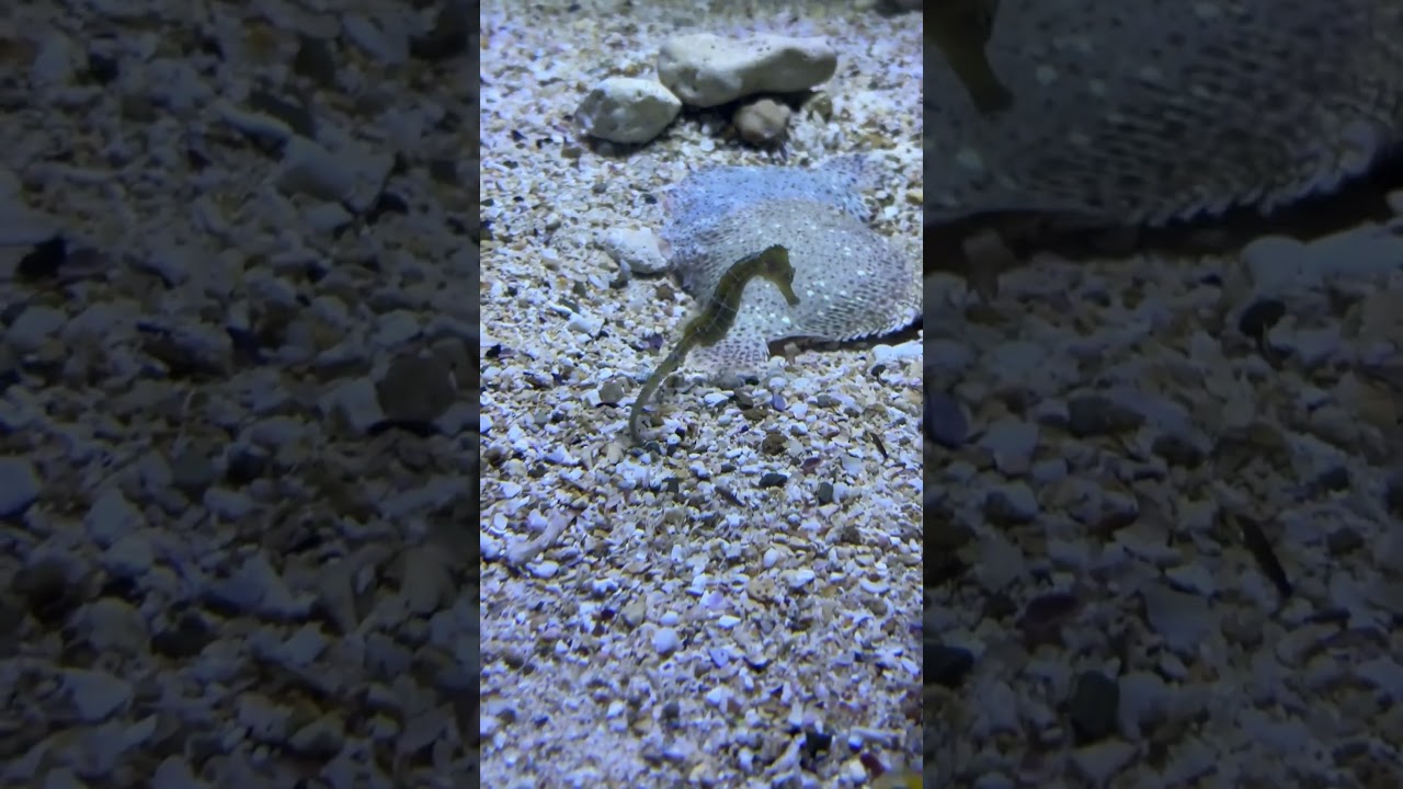 #guadeloupe #hippocampe #aquarium #photo #photography