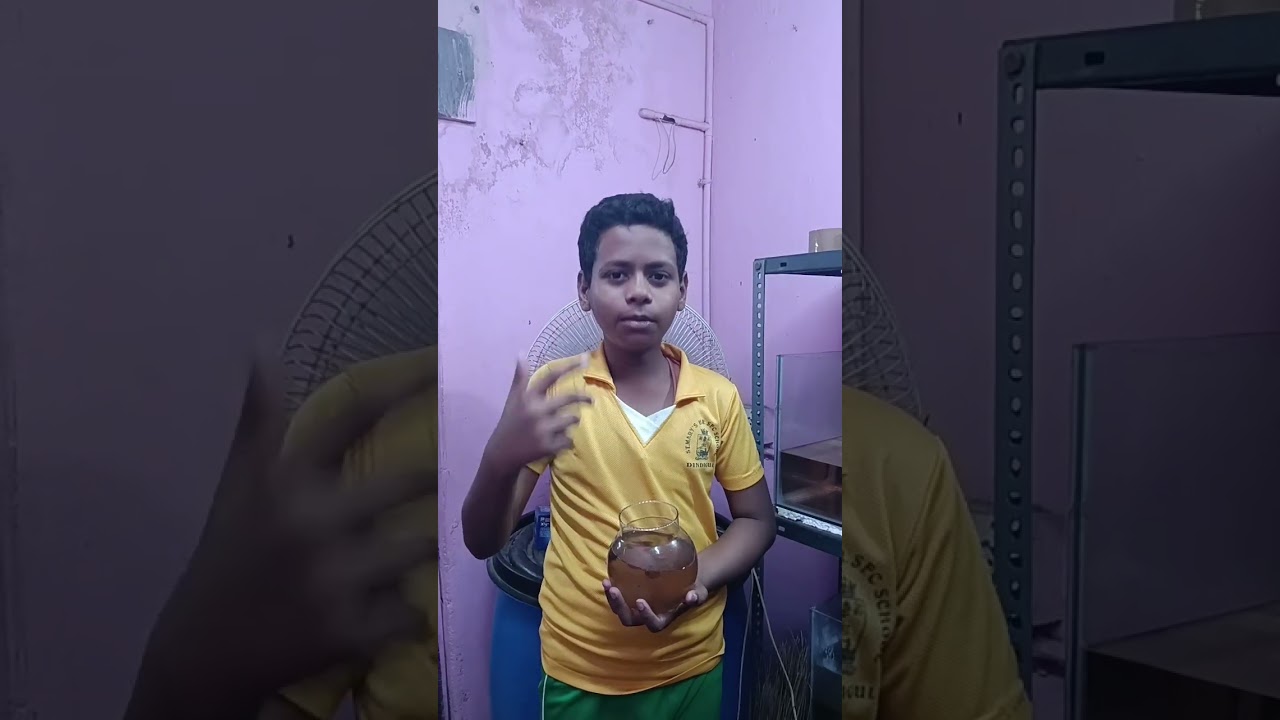 😱கண் இமைக்கும் நேரத்தில் காணாம போய்டுச்சு😱#tamil #shorts #aquarium