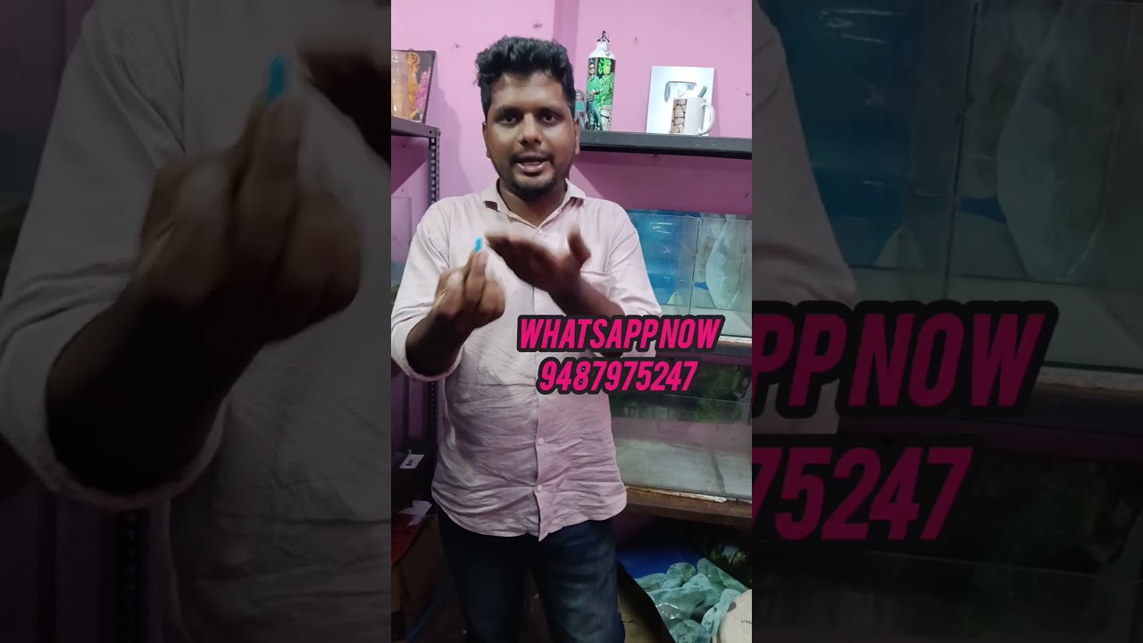 🙄பாக்குறதுக்கு tablet மாதிரி தான் தெரியுது😱#tamil #shorts #aquarium