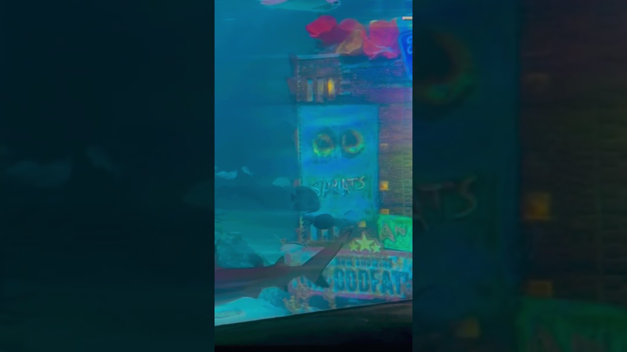 𝓢𝔀𝓲𝓶𝓶𝓲𝓷𝓰 𝔀𝓲𝓽𝓱 𝓽𝓱𝓮 𝓯𝓲𝓼𝓱𝓮𝓼 #photography #aesthetic #aquarium #fish #shark