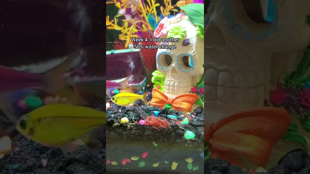 How to Cycle a Fish Tank the EASY Way!
