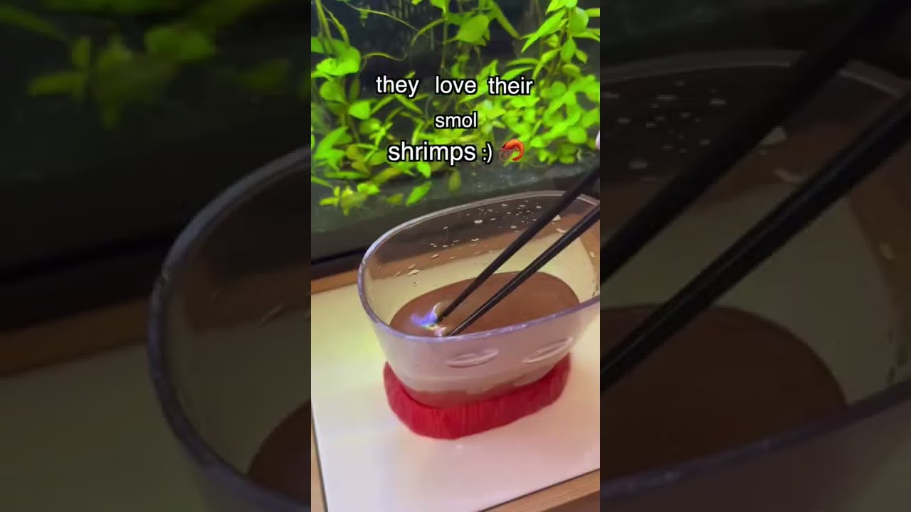 I tried Hatching Brine Shrimp 🦐