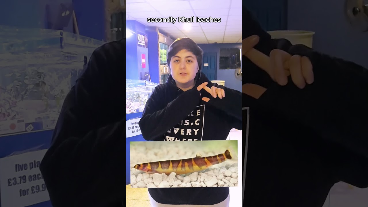 Kole's Top 3 Fish | Aquamania #abcxyz #aquarium  #fish #aquaticpets #fishtank #animals #lancashire