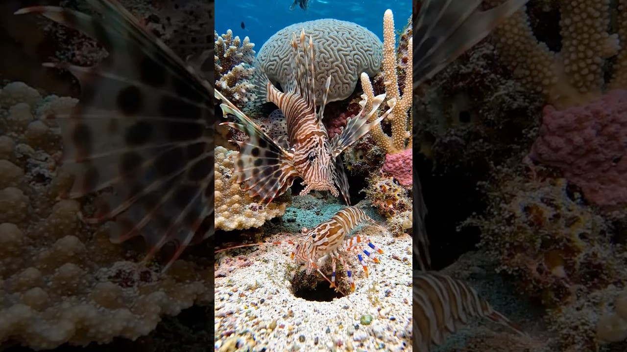 Lionfish Stalked A Banded Shrimp Into A Hole Then Emerged #shorts