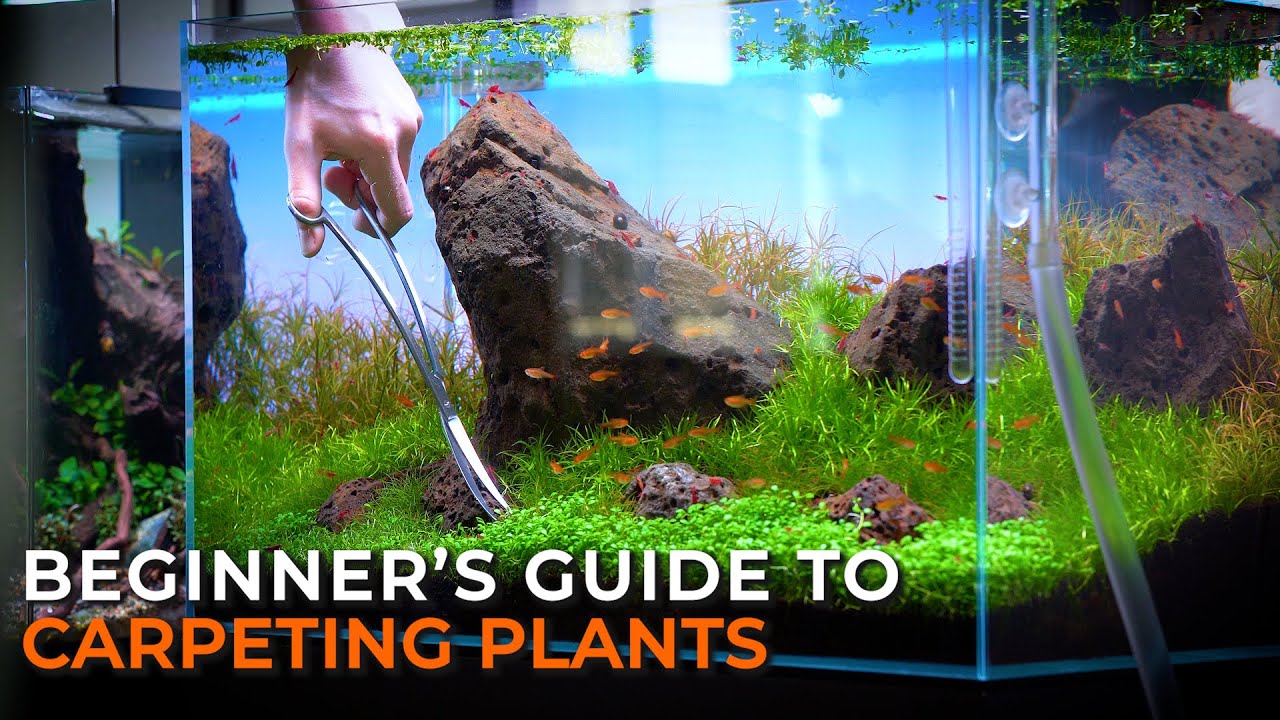 THE ULTIMATE AQUARIUM CARPET GUIDE | How to Grow, Maintain, & Trim Aquarium Carpeting Plants