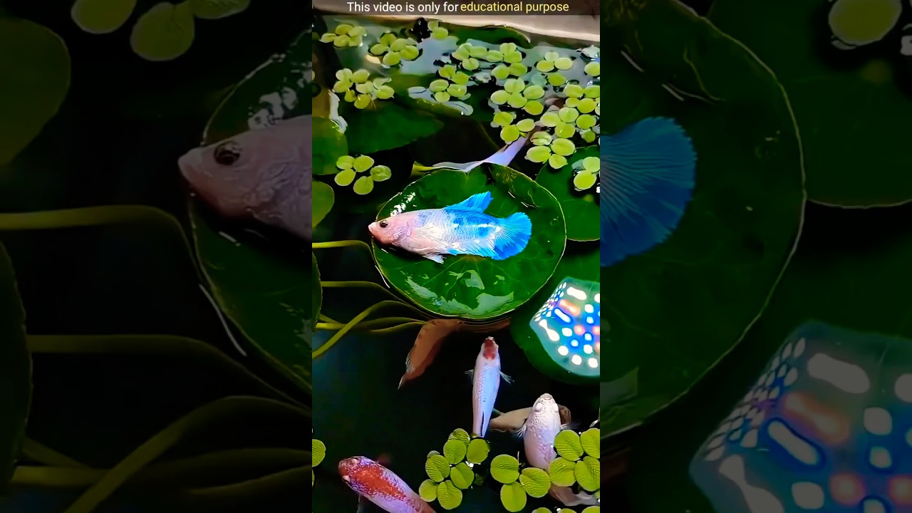This Fish Sleeps on Leaves! ll TOT FACTS